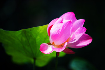 beautiful blooming lotus flower background