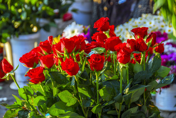 Istanbul, Turkey, 6 May 2008: Red Roses in Garden