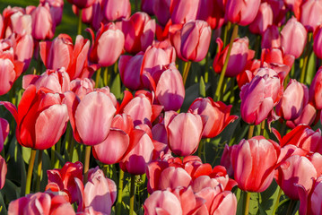 Fototapeta premium Istanbul, Turkey, 19 April 2018: Tulips in Emirgan