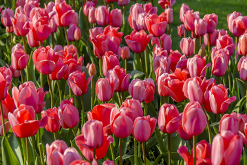 Istanbul, Turkey, 9 April 2007: Tulips in Emirgan