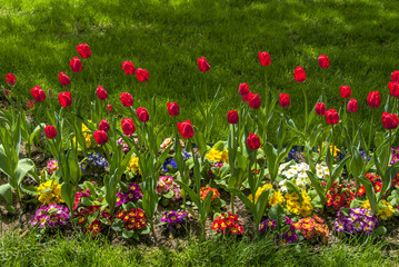 Istanbul, Turkey, 17 April 2006: Tulips in Emirgan