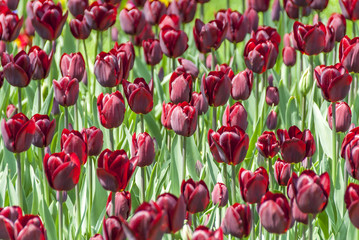 Istanbul, Turkey, 17 April 2006: Tulips in Emirgan