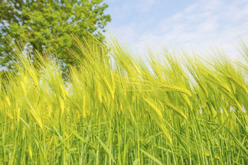 Wheat in a field in sunlight in spring