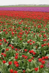 Red Tulips in a field with purple tulips