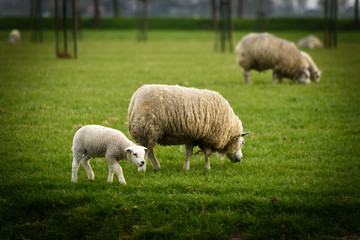 Lamb grazing near mother sheep in a rural field in Holland.