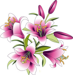 vector illustration, bouquet of pink lily flowers, flowers and buds