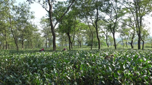 Tea estate of Dooars - North Bengal, West Bengal, India. Tea is the main agricultural product and is exported worldwide. HD stock footage.