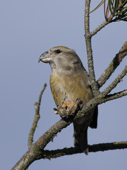 Parrot crossbill (Loxia pytyopsittacus)