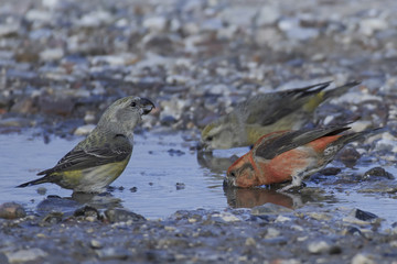 parrot crossbill (Loxia pytyopsittacus)