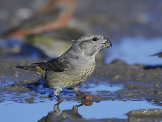 parrot crossbill (Loxia pytyopsittacus)