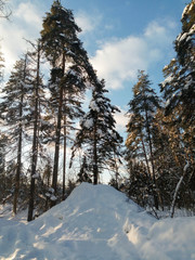 Frosty winter day in a snowy countryside. Soft blue sky and tall pine trees under the sunlight.