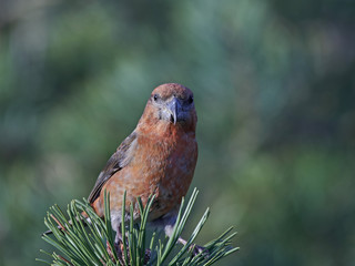 parrot crossbill (Loxia pytyopsittacus)