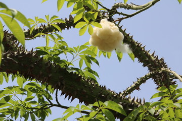 Baum, Ast, stachelig, weich ,Wolle, grün