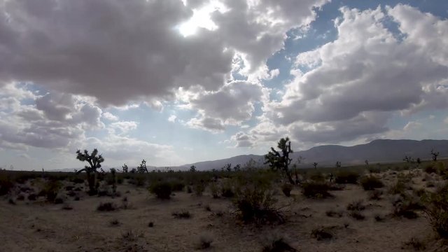 Time lapse of Joshua Tree desert landscape with yucca palms