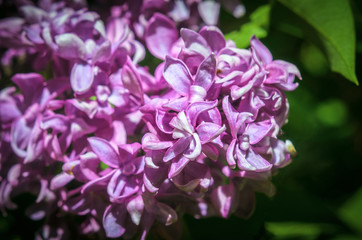 Lilac flowers. Syringa vulgaris.