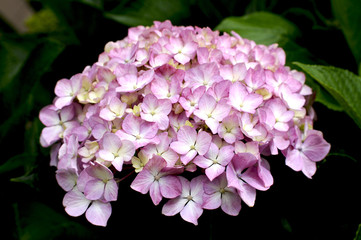 紫陽花の花