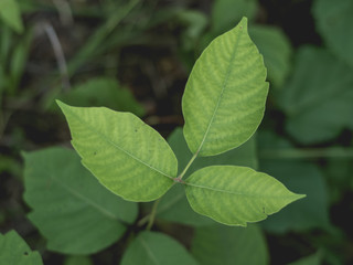 Fototapeta na wymiar Poison Ivy Closeup