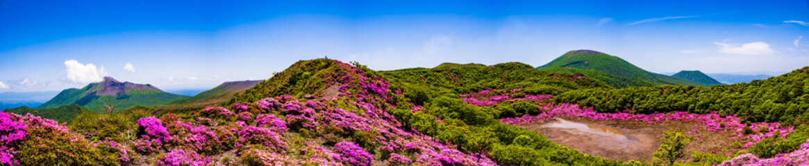 満開のミヤマキリシマ 霧島ジオパーク