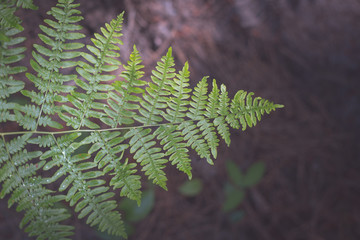 Bracken Fern from Above