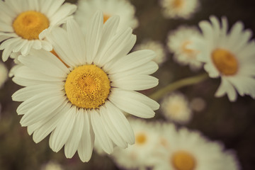 Obraz premium Vintage Daisies
