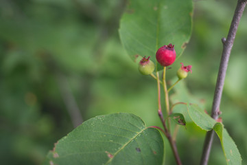 Juneberry in Summer
