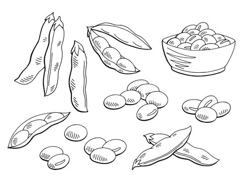 Soybean graphic black white isolated sketch set illustration vector