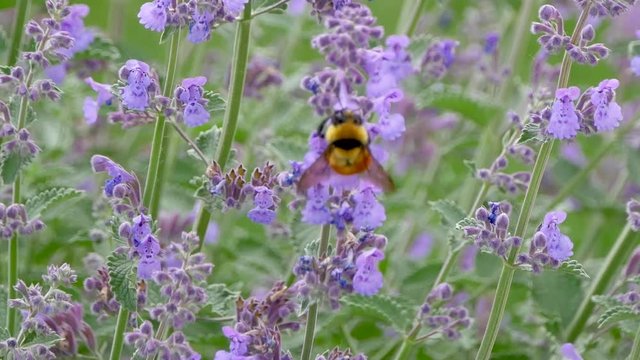 Close up of a large bumble bee collects nectar from purple hyssop flowers