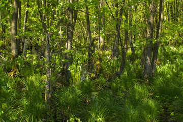 Fototapeta premium Nature Reserve Fleuthkuhlen in Lower Rhine Region, Germany