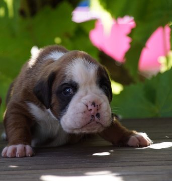Petit chiot Boxer &acirc;g&eacute; de quelques semaines