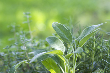 fresh herbs in a garden