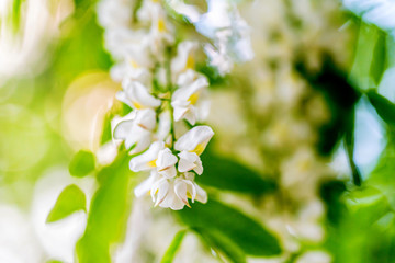 Fototapeta premium White acacia flowering in a sunny day