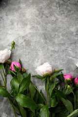White and pink Peonies on gray background