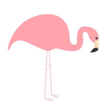 Pink flamingo icon. Exotic tropical bird. Zoo animal collection. Cute cartoon character. Looking down on the ground. Decoration element. Flat design. White background. Isolated.