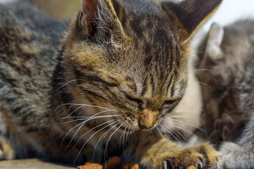 homeless kittens eat food