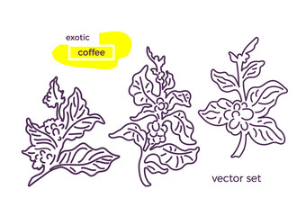 Vector set of coffee branch