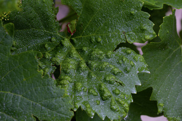 Rebblatt Pilz Krankheit