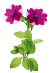 Red white flower petunia  blossoms in spring on a garden bed.