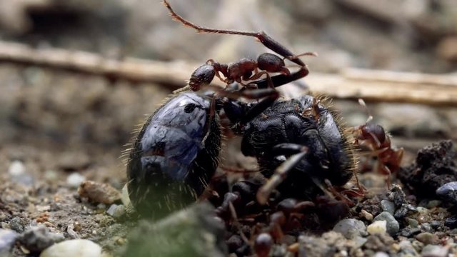 wild life of ants eat bees
