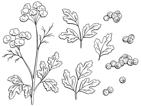 Coriander cilantro plant graphic black white isolated sketch set illustration vector