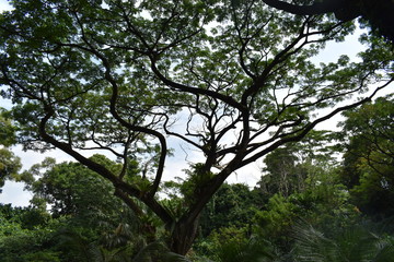 Fototapeta premium Nature