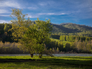 A large tree on the Bank of the river is illuminated by sunlight and on the other side of the mountain forest and the sky with white clouds