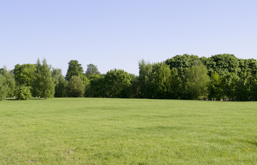field of spring grass on forest background. nature.
