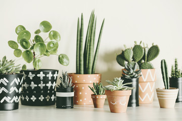 Modern composition of home garden filled a lot of plants in different hipster pots. White background wall of home garden. 