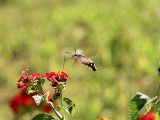 Hummingbird Hawkmoth