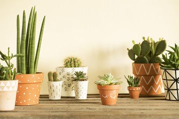 Stylish compostion of home garden filled a lot of cacti and succulent on wooden table. Yellow background wall with copy space for slogan.