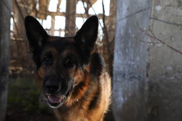 Dog German Shepherd outdoors in a summer
