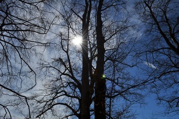 sunlight shines through branches of trees on a beautiful day