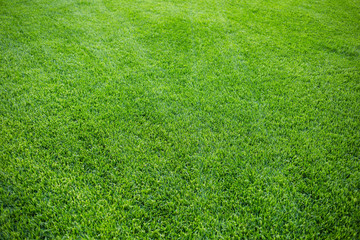 Green grass background texture. fresh bright juicy mowed lawn. top view.