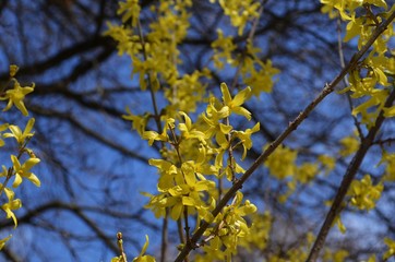 small yellow flowers on branches blooming during spring