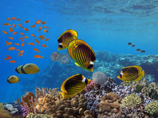 Fototapeta premium Photo of a tropical Fish on a coral reef